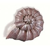 Siro Designs 67-126 Caribe Themed Knob - Pearlized Mauve