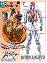 Systems of the Human Body Poster Series - Laminated