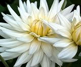 My Love Cactus Dahlia Tuber - B000P4ZH5E
