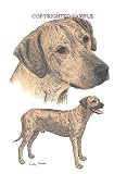 Rhodesian Ridgeback - Double Image by Cindy Farmer