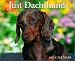 Just Dachshunds