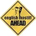New  English Mastiff Bites Ahead !  Crossing Dog