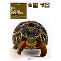 Les tortues terrestres