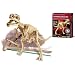 Kidzlabs - Dig A T-Rex Skeleton