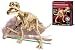4M Dig-a-Dino Skeleton a Tyrannosaurus