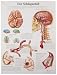 3B Scientific VR0627UU Glossy Paper Der Schlaganfall Anatomical (Stroke Anatomical Chart, German), Poster Size 20