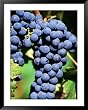Pinot Noir Grapes Hanging on a Vine, South Africa Lonely Planet Collection Framed Art Poster Print by Christer Fredriksson, 39x49