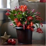 Christmas Cactus - A Unique Holiday Gift