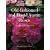 Old-Fashioned and David Austin Roses