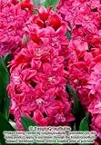 Hyacinth Hollyhock - 10 large bulbs - 15/16 cm