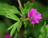 Cranesbill Herbal Tea