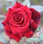 1 - Packaged Rose - Red Masterpiece