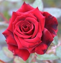1 - Packaged Rose - Red Masterpiece