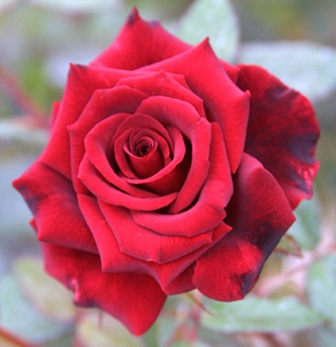 1 - Packaged Rose - Red Masterpiece