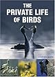 The private life of birds