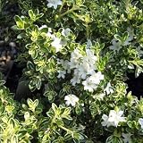 ハクチョウゲ（白丁花）：斑入り5号ポット