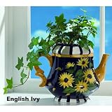 Dunkirk Teapot Planter - The Pot That Waters The Plant!