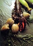 Recipes: American Cooking; New England (Foods of the World, Time-Life Books)