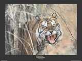 Posters: National Geographic Poster Art Print - Tiger, Malaysia (32 x 24 inches)
