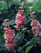 Ruby Spice Summersweet - Clethra alnifolia - FRAGRANT