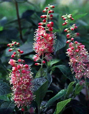 Ruby Spice Summersweet - Clethra alnifolia - FRAGRANT