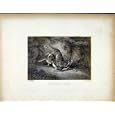 LEOPARD SEIZING ANTELOPE c1843 ANTIQUE PRINT HUNTING