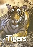 Tigers
