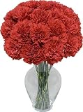 Red Carnation 20 stems with Jordan Vase