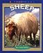 Sheep (True Books: Animals)