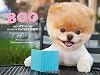 Boo: The Life of the World's Cutest Dog