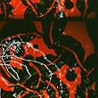 Nerve Net
