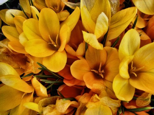 200 Giant Yellow Crocus Flower Bulbs