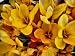200 Giant Yellow Crocus Flower Bulbs