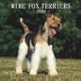 Fox Terriers, Wire 2009 Square Wall Calendar