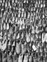 Many Pairs of Shoes Awaiting Repair or Refurbishment During Time of Rationing Photographic Poster Print by Walter Sanders, 30x40
