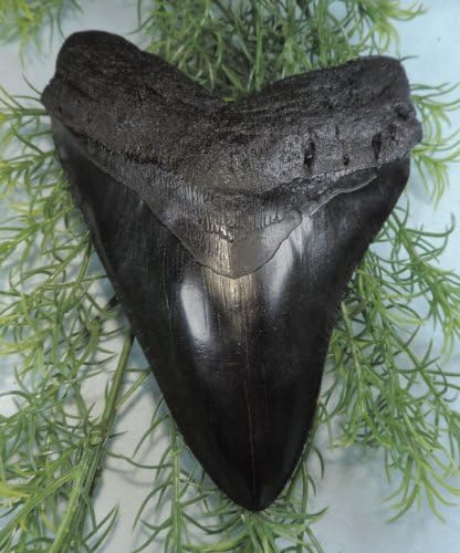 Megalodon Tooth Replica