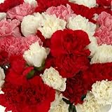 Send Fresh Cut Flowers - 150 Assorted Carnations