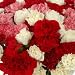 Send Fresh Cut Flowers - 150 Assorted Carnations