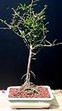 Bald Cypress Bonsai Tree by Sheryls Shop