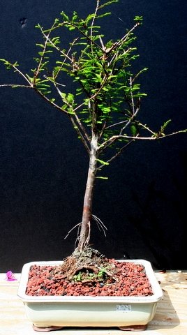 Bald Cypress Bonsai Tree by Sheryls Shop