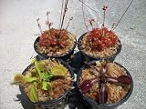 4 Different Carnivorous Plants