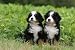 Two Puppies Bernese Mountain Dogs Sitting Side by Side in Face - 24"W x 16"H - Peel and Stick Wall Decal by Wallmonkeys
