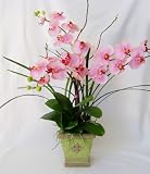 ScentedSilks - Pink Phalaenopsis
