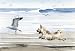 "Cairn Terrier At the Beach" Dog Art Print By Artist Dj Rogers
