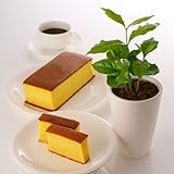 珈琲カステラとコーヒーの木のセット【送料無料】