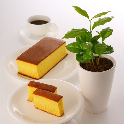 珈琲カステラとコーヒーの木のセット【送料無料】
