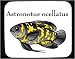 Mouse Pad with fish, aquarium