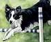 Border Collie Dog Art Print Signed by Artist DJ Rogers