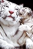Tiger with Baby Tiger Cub, Adorable Animal Poster Poster Print, 24x36