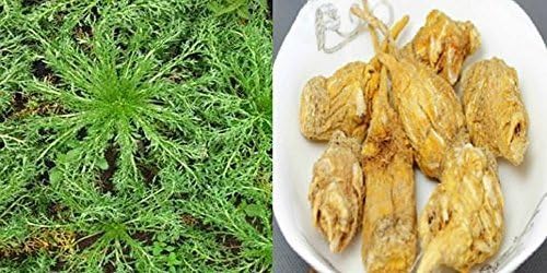 50 Maca Root Pure Seeds for Your Natural Libedo Enhancer: Lepidium Meyenii by ABCs of Gardening